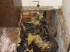 Dry Rot Repairs